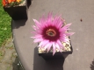 Echinocereus fitchii v. albertii