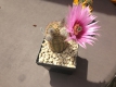 Echinocereus fitchii v. albertii