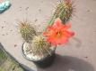 Echinocereus acifer Valpariso WT