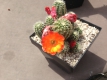 Rebutia friedrichiana WR 646