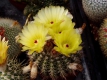 Notocactus  mammulosus?