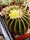 Notocactus magnificus ?