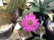 Echinocereus sciurus