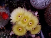 Notocactus  ?