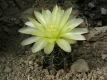 Gymnocalycium.andreae