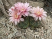 Gymnocalycium.andreae v.roseiflorum.