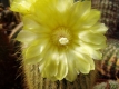 Parodia (Notocactus) leninghausi