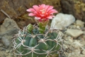 Gymnocalycium-carminanthum