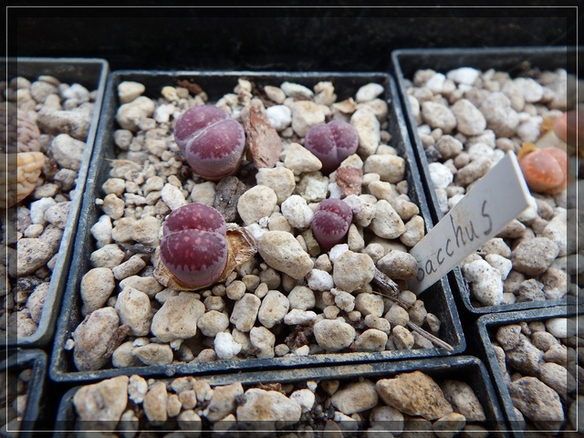 L. salicola cv Bacchus