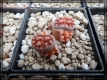 L. karasmontanaTop Red  (2)