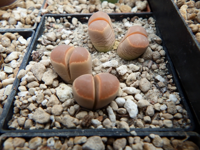 L. olivaceae ssp newbrownii