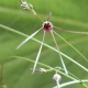 Brachystelma filifolium -  RSA Nelspruit