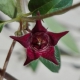 Brachystelma pulchellum - Hillcrest