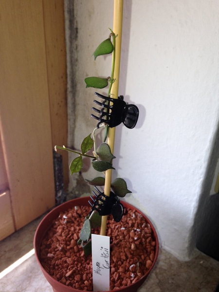Hoya curtisii