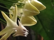 Hoya multiflora