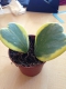 Hoya kerii "variegata"