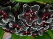 Hoya pubicalix