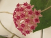 Hoya tomataensis