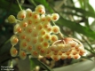 Hoya parviflora