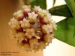 Hoya meredithii IPPS 03425