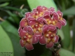 Hoya davidcumingii