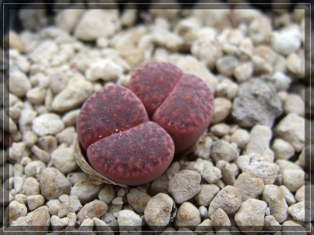 compL. bromfieldii glaudinae Violetta (1)