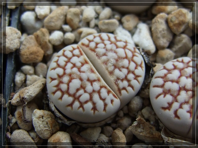 compL. julii Reticulata
