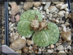 compL. lesliei Bluegreen