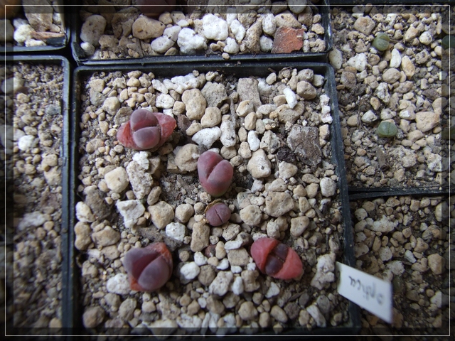 compL. optica Rubra
