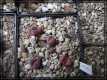compL. optica Rubra