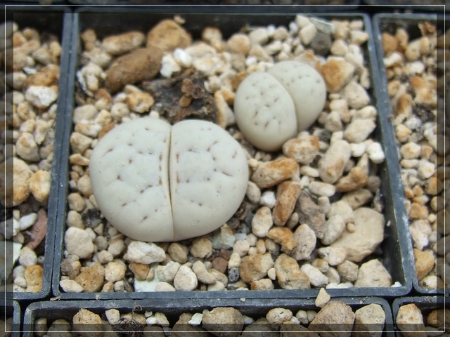 compL. ruschiorum (1)