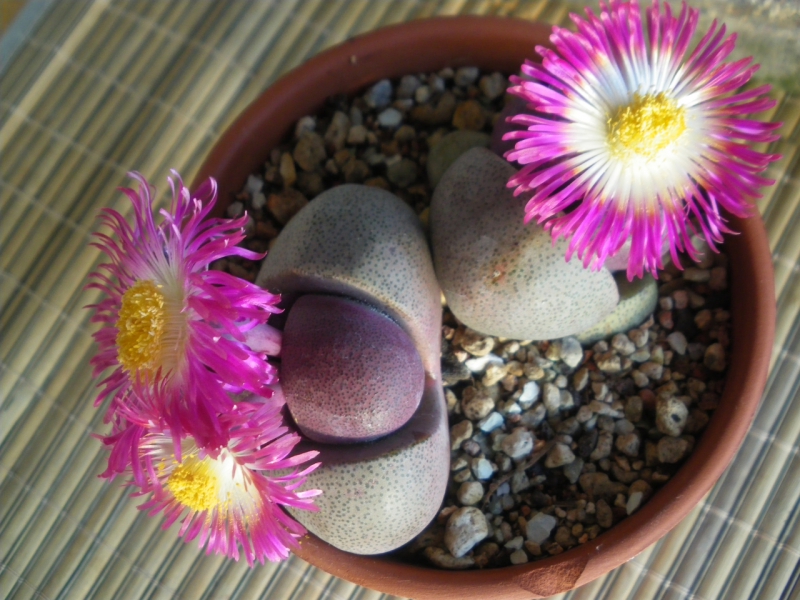 Pleiospilos neelii 'Royal Flush'