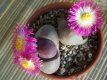 Pleiospilos neelii 'Royal Flush'