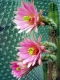 Echinocereus scheerii