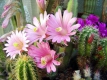 Echinocereus scheerii