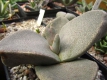 Pleiospilos bolusii