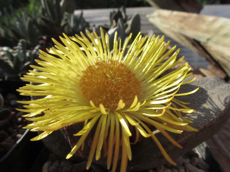 Pleiospilos bolusii