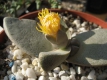 Pleiospilos bolusii