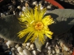 Pleiospilos bolusii