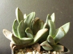 Pleiospilos compactus