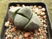 Pleiospilos nelii