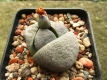 Pleiospilos nelii