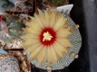 Astrophytum asterias