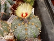 Astrophytum asterias