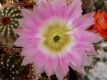 Echinocereus pectinatus