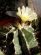 Astrophytum ornatum