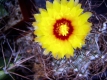 Astrophytum capricorne