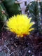 Astrophytum capricorne