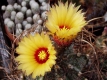 Astrophytum capricorne