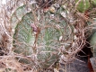 Astrophytum capricorne